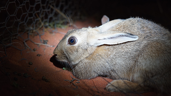 Australia’s 10 worst invasive species - UQ News - The University of